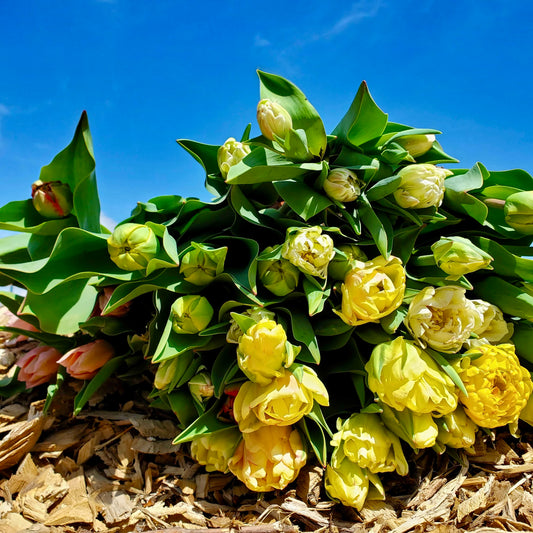 Floral